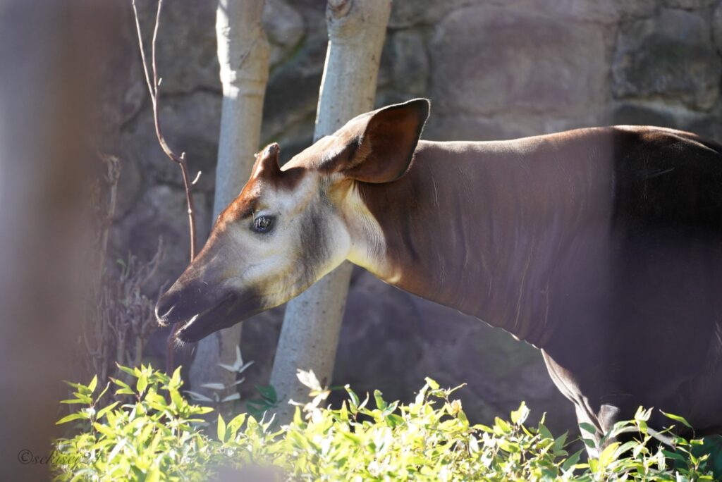 上野動物園 オカピ