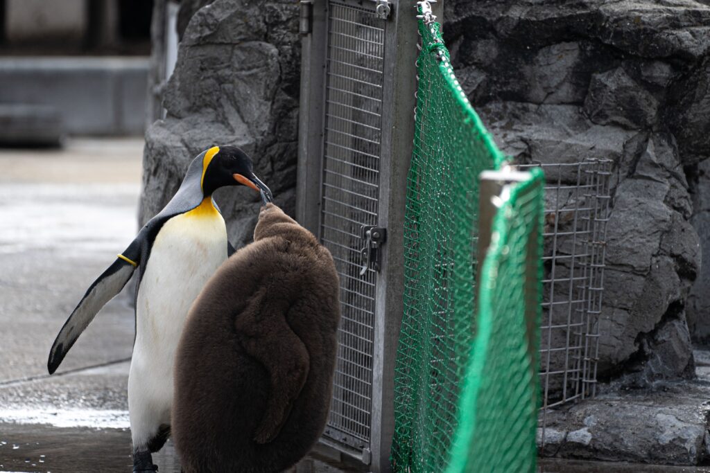葛西臨海水族園 キングペンギン