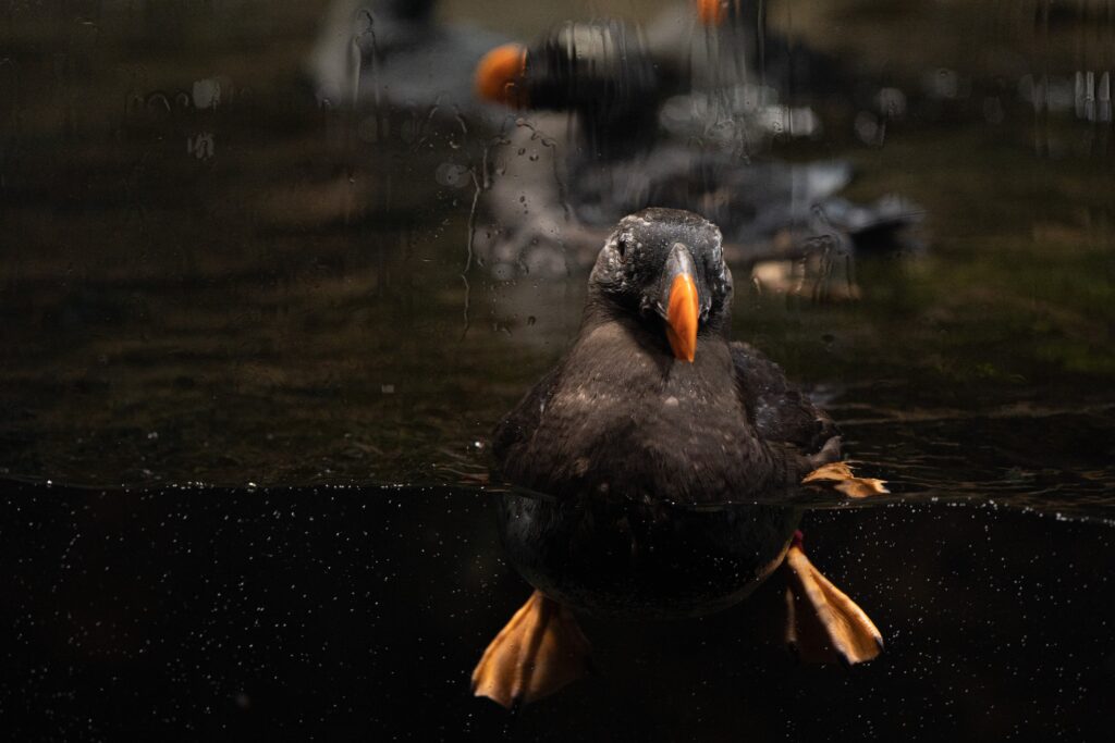 葛西臨海水族園 エトピリカ