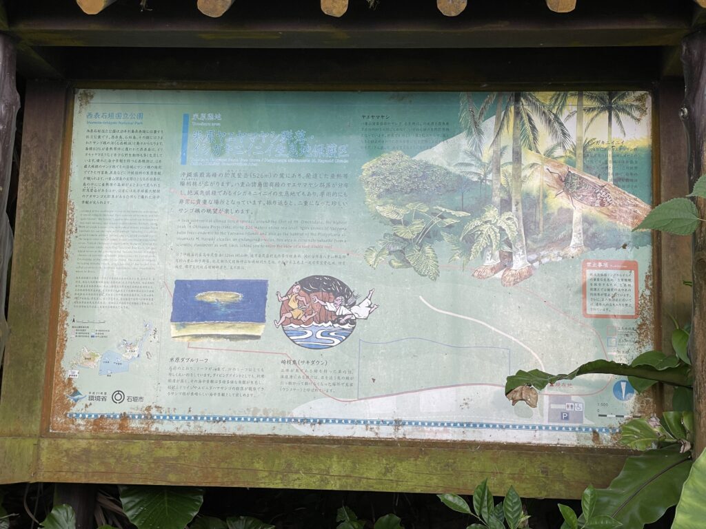 米原のヤエヤマヤシ群落