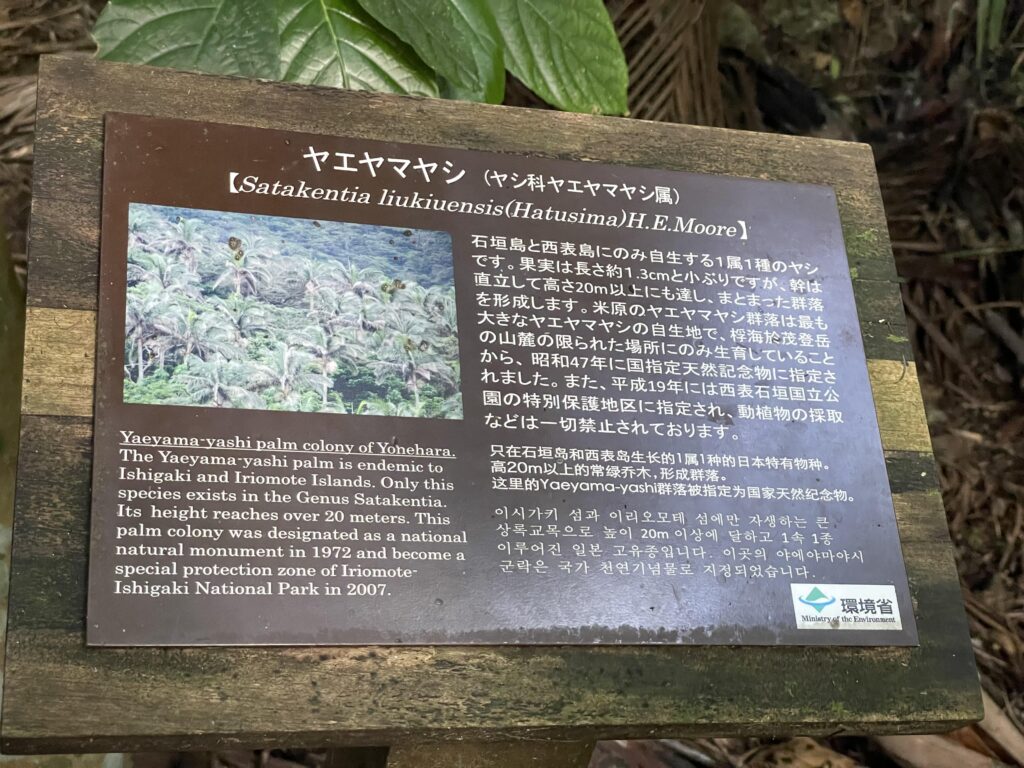 米原のヤエヤマヤシ群落