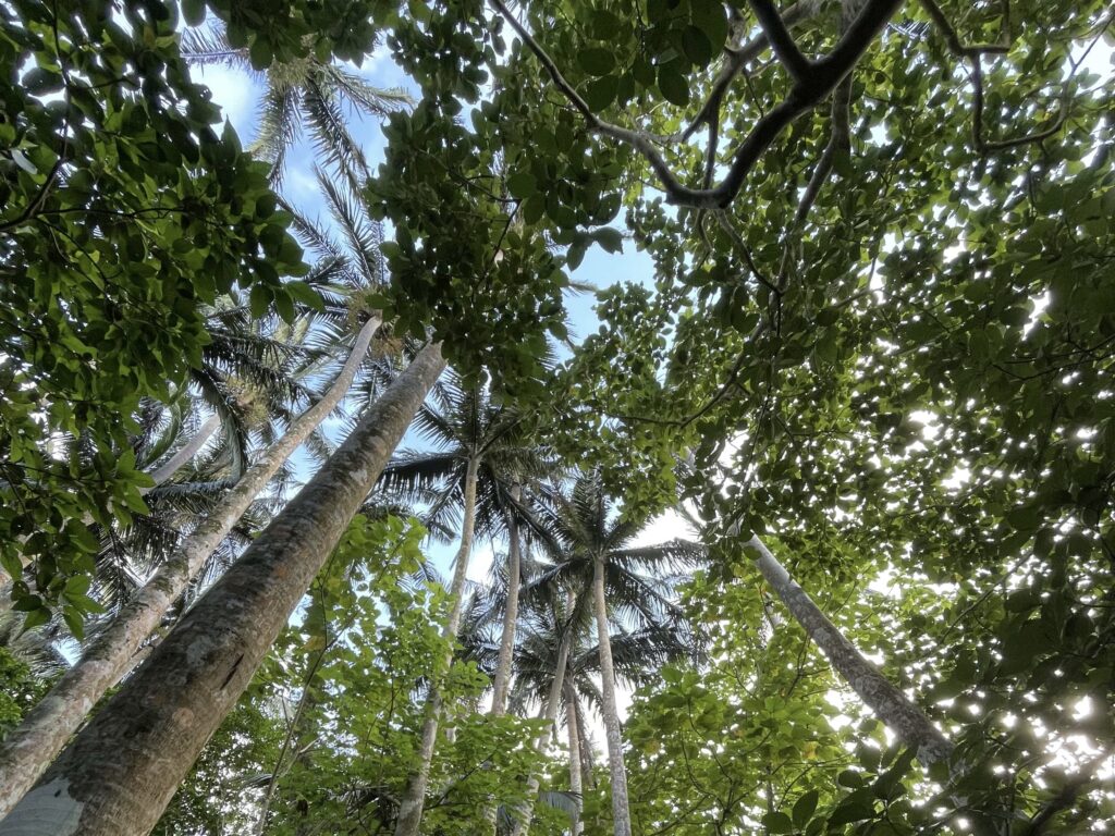 米原のヤエヤマヤシ群落