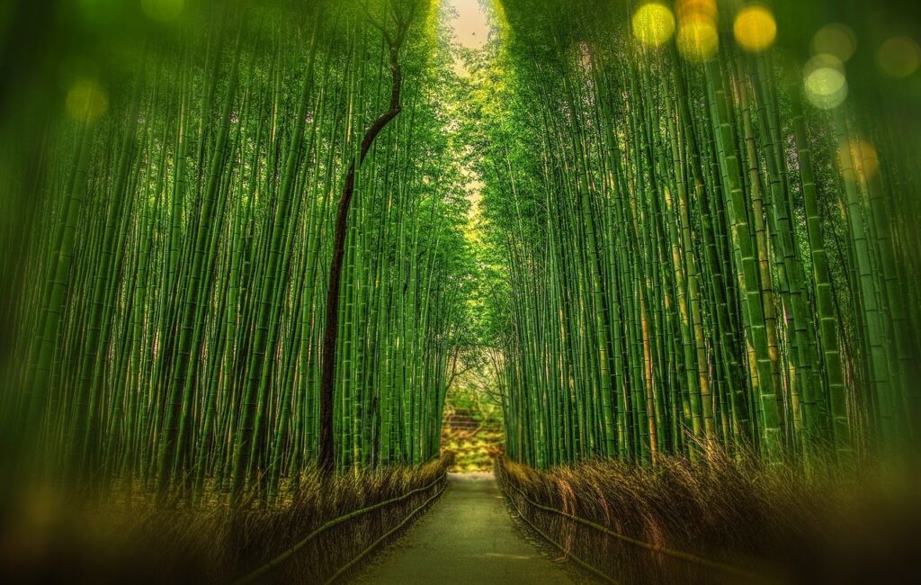 竹林の小径