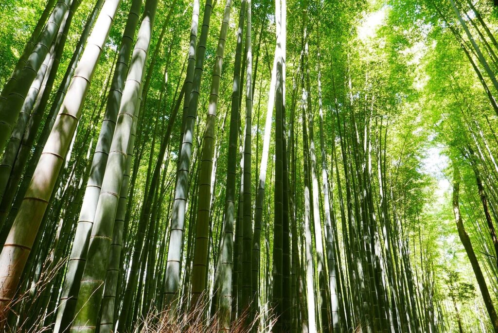 竹林の小径