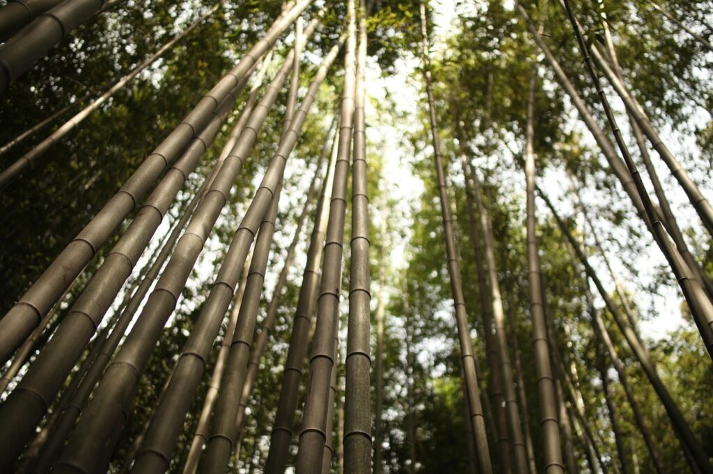 竹林の小径
