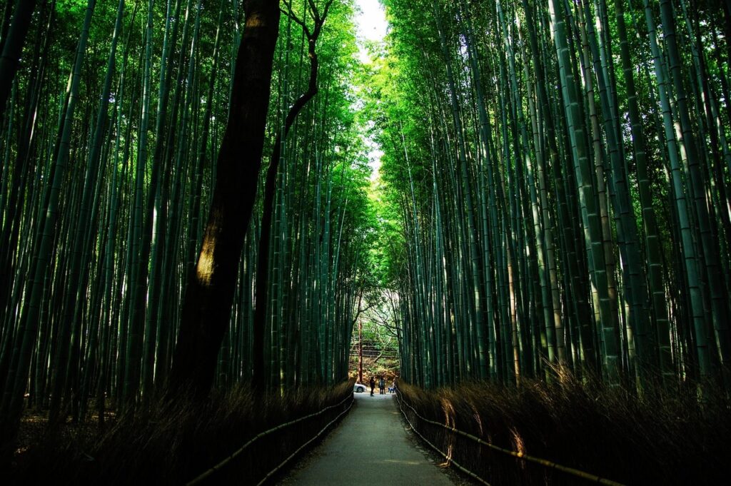 竹林の小径