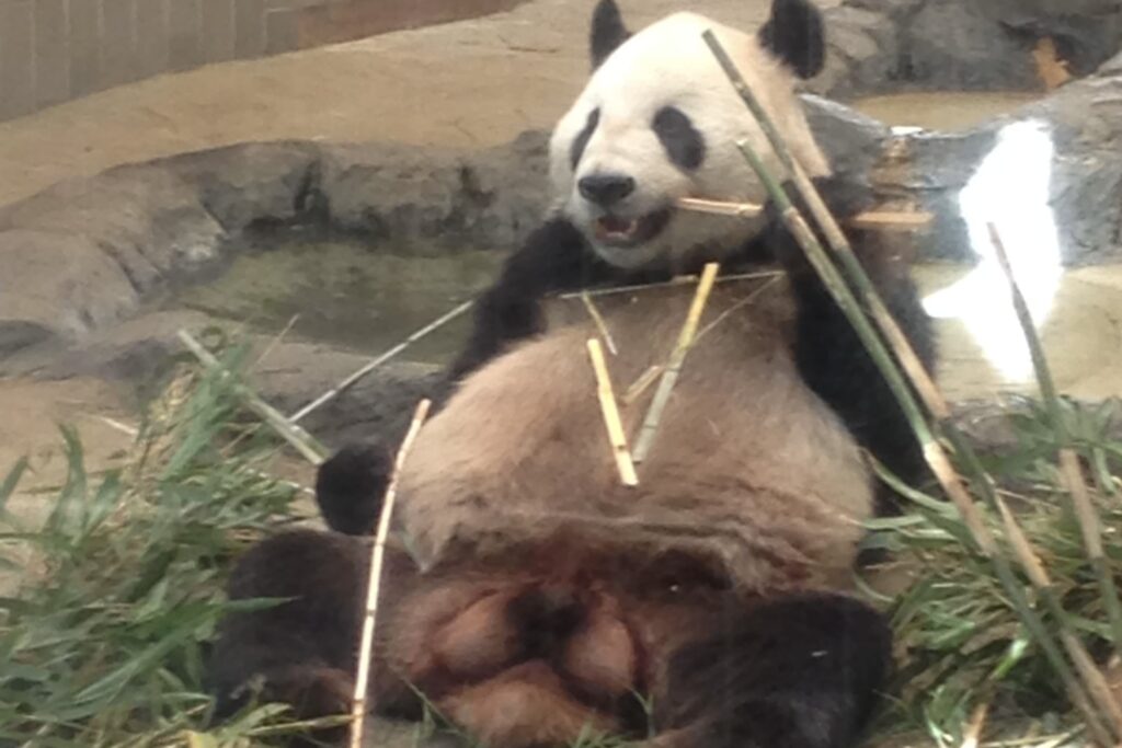 上野動物園 ジャイアントパンダ