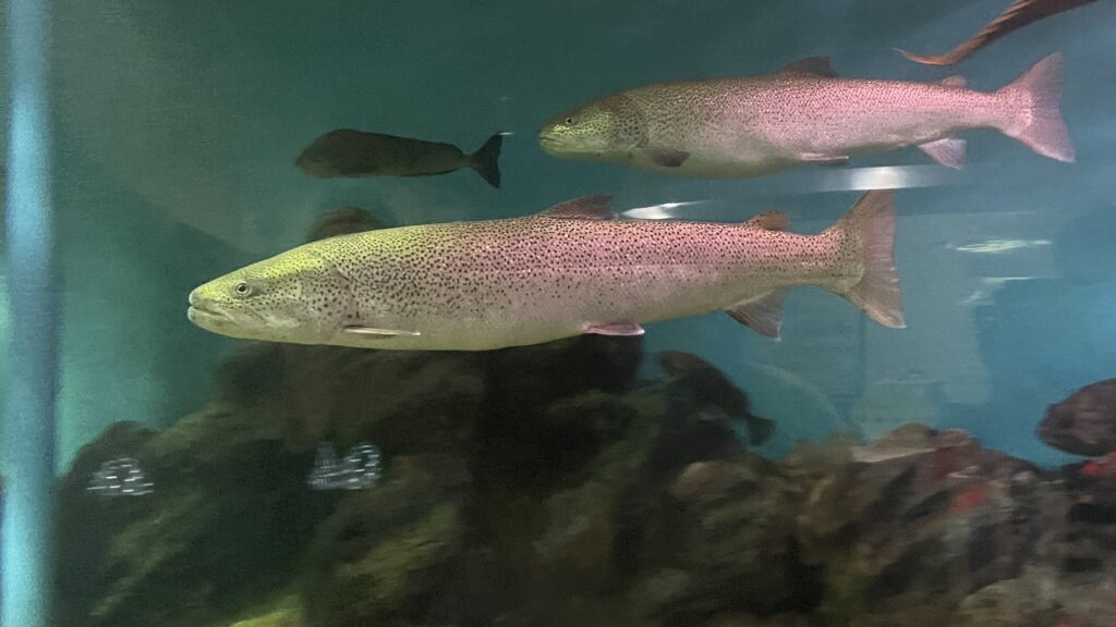ノシャップ寒流水族館 イトウ