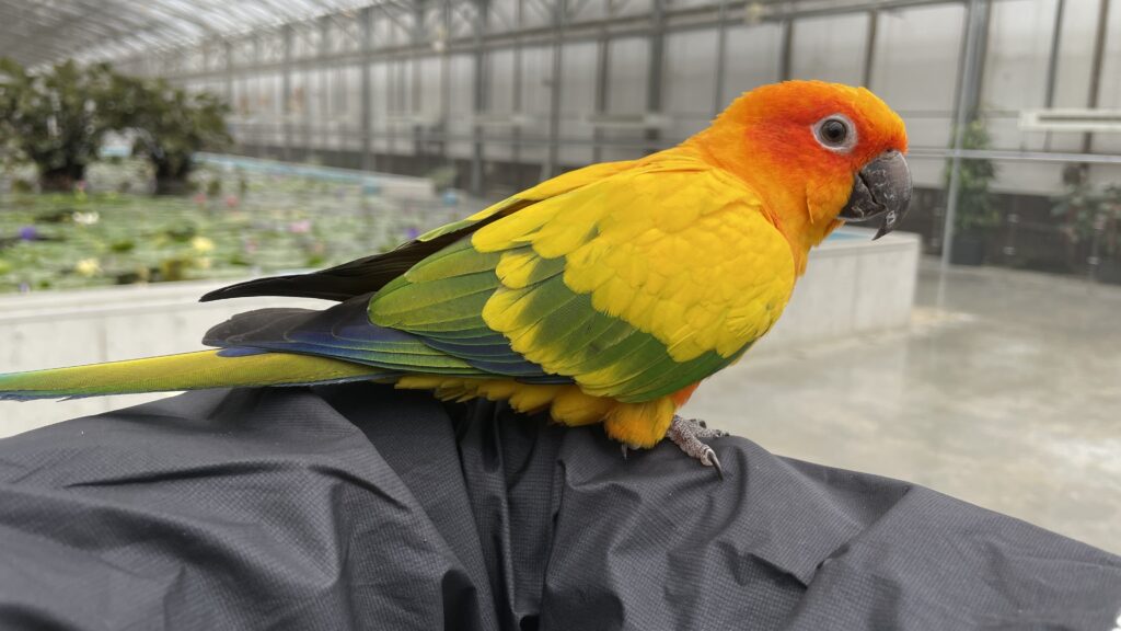 掛川花鳥園 コガネメキシコインコ