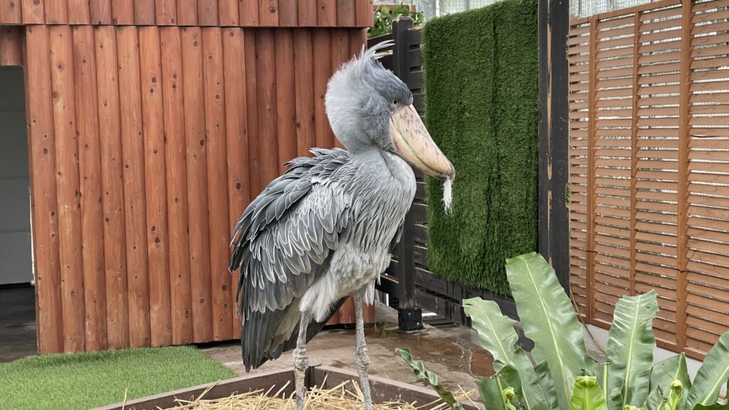 掛川花鳥園 ハシビロコウ