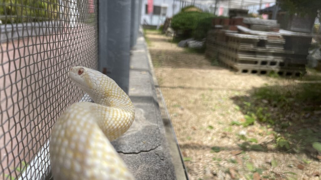 岩國白蛇神社