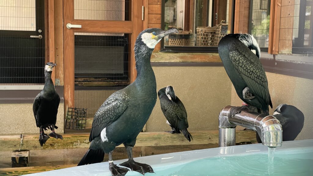 吉香公園　ウミウ
