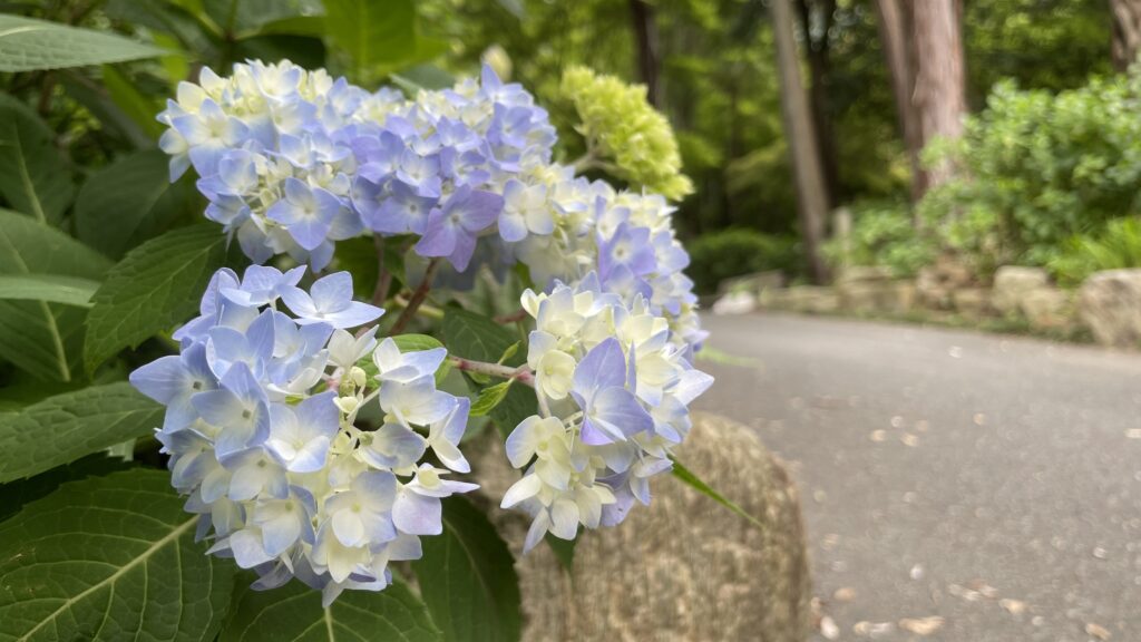 東大寺別院周防阿弥陀寺