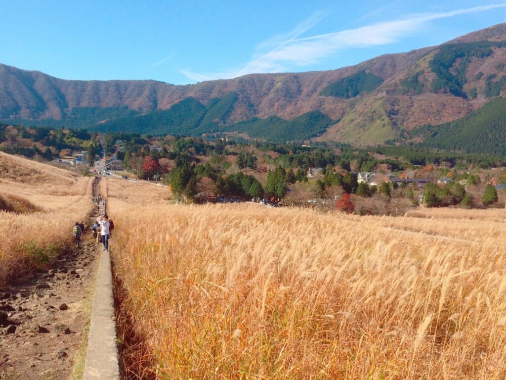 仙石原すすき高原