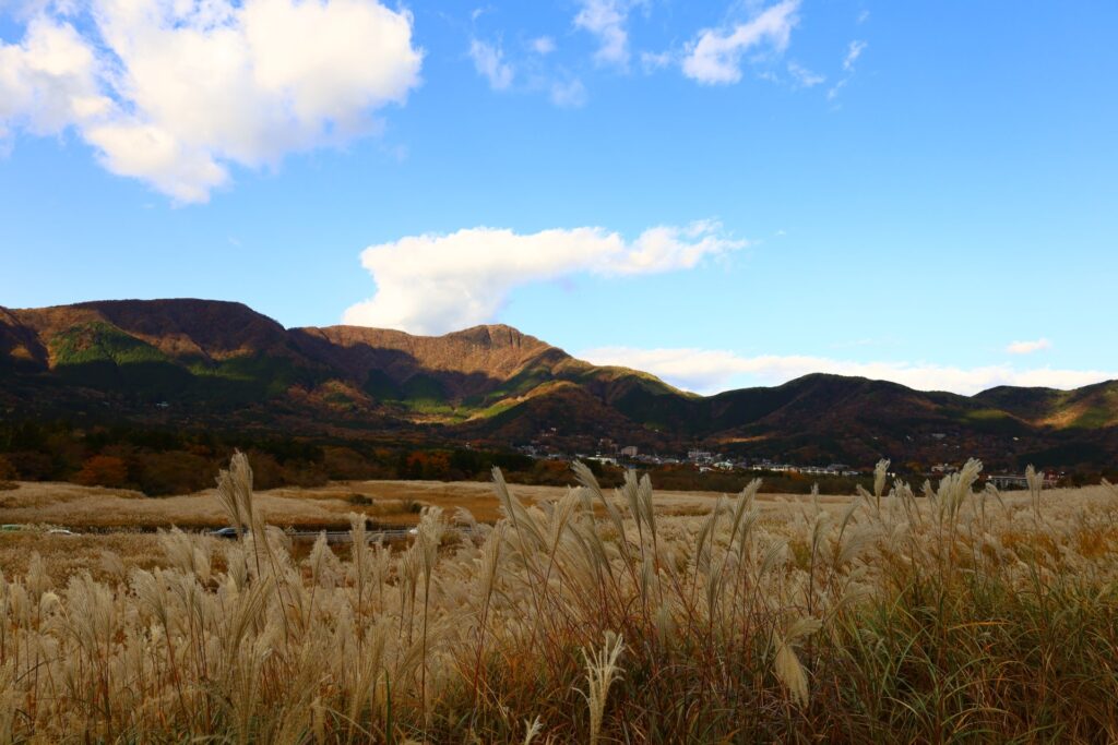 仙石原すすき高原