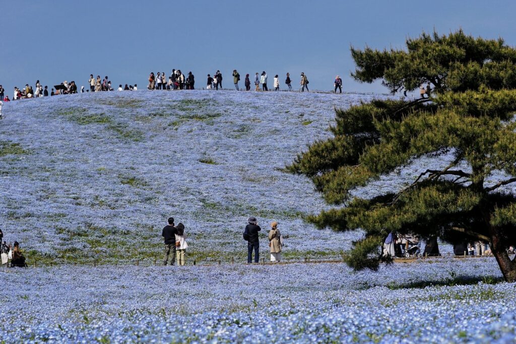 国営ひたち海浜公園