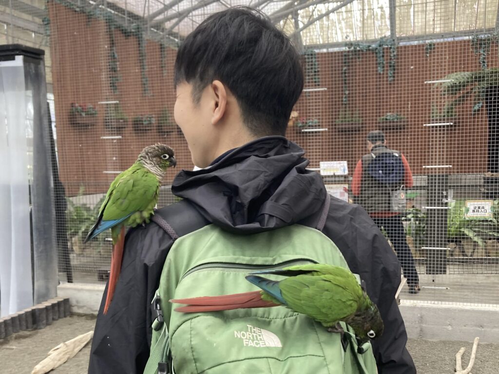 掛川花鳥園 ホオミドリアカオウロコインコ