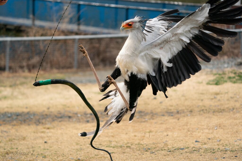 掛川花鳥園 ヘビクイワシ