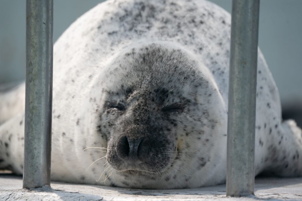 ノシャップ寒流水族館 ゴマフアザラシ