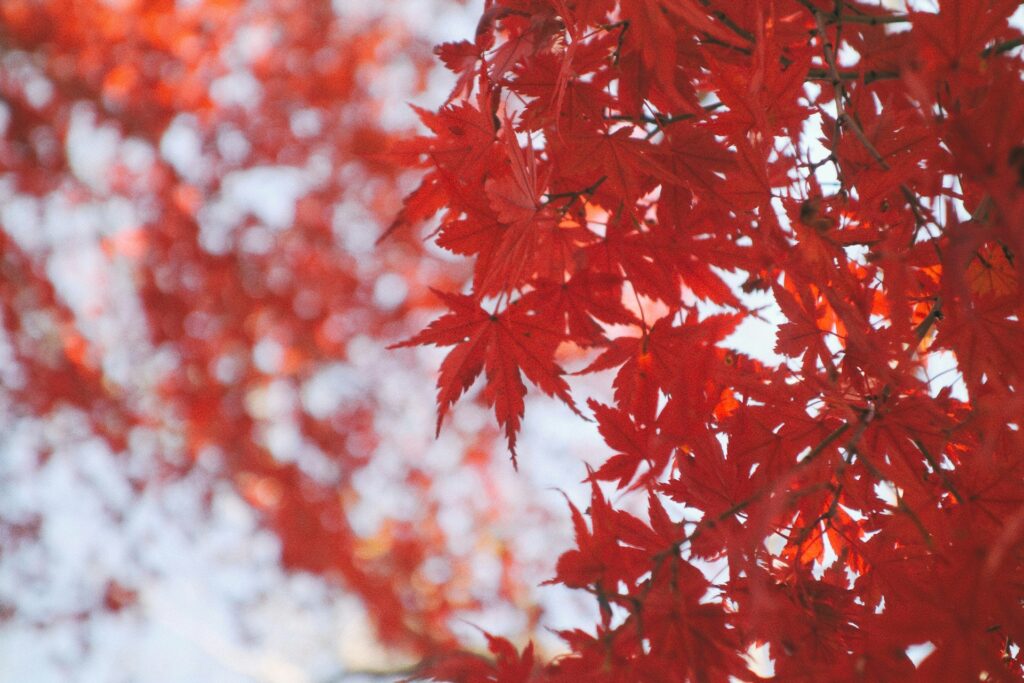 箱根の紅葉
