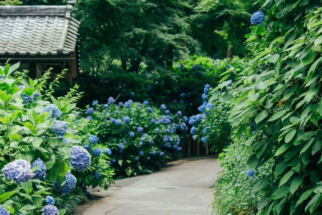 明月院