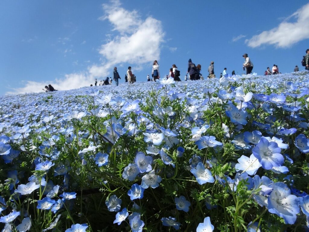 国営ひたち海浜公園 ネモフィラ