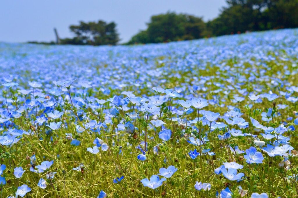 国営ひたち海浜公園 ネモフィラ