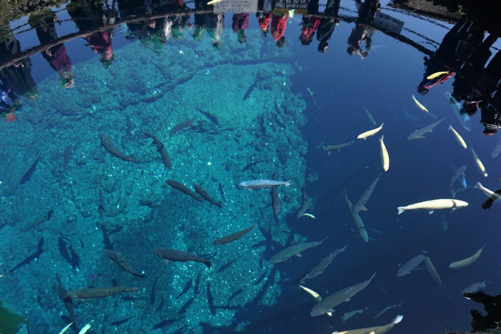 忍野八海