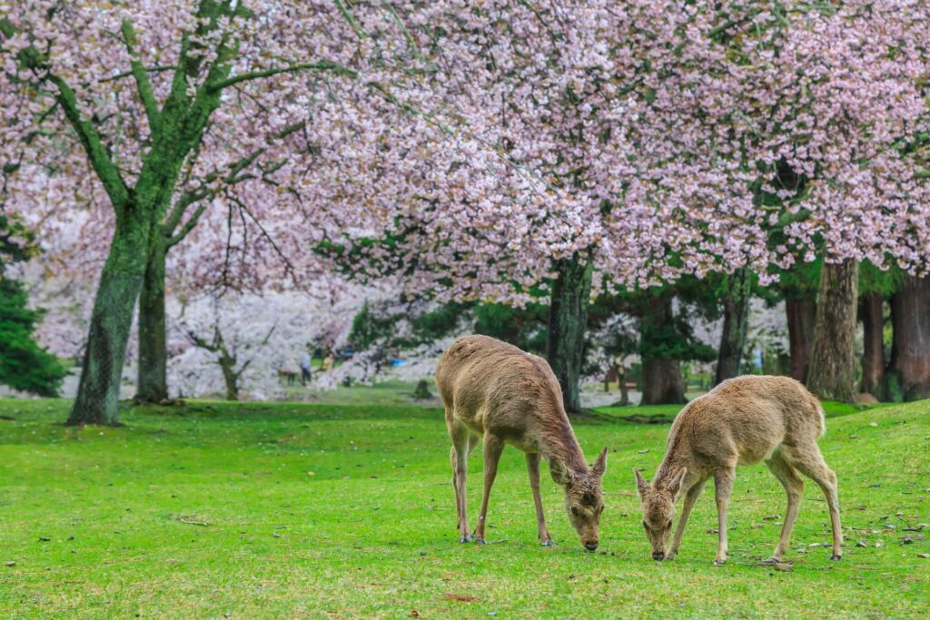 奈良公園