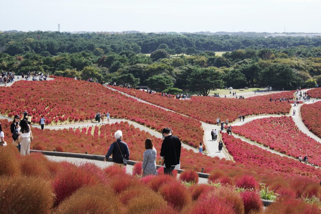 国営ひたち海浜公園