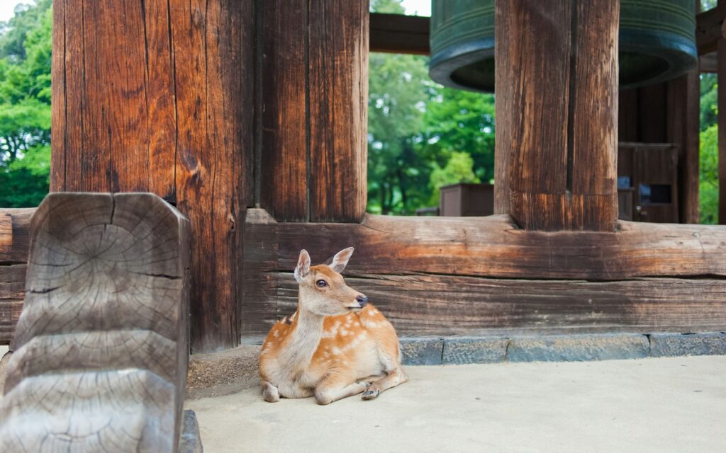 奈良公園