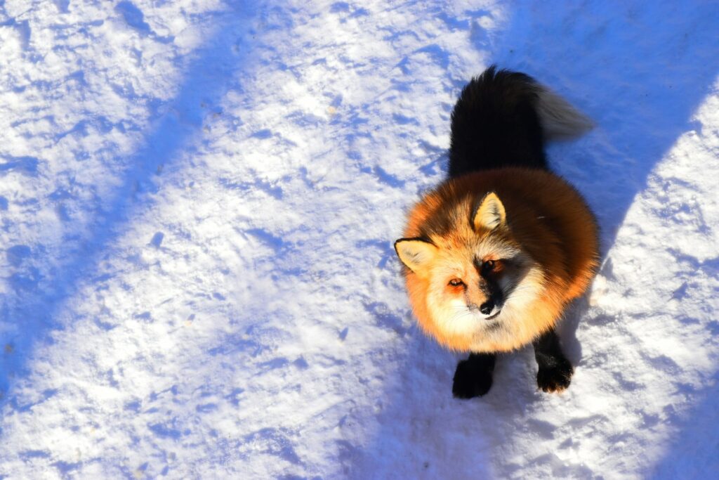 宮城蔵王キツネ村