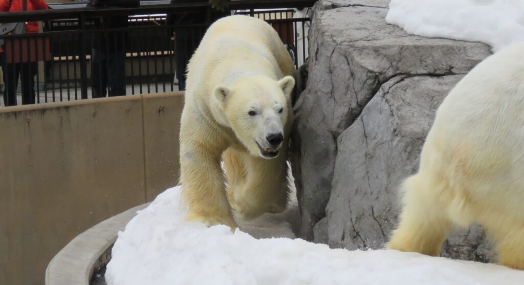 旭山動物園