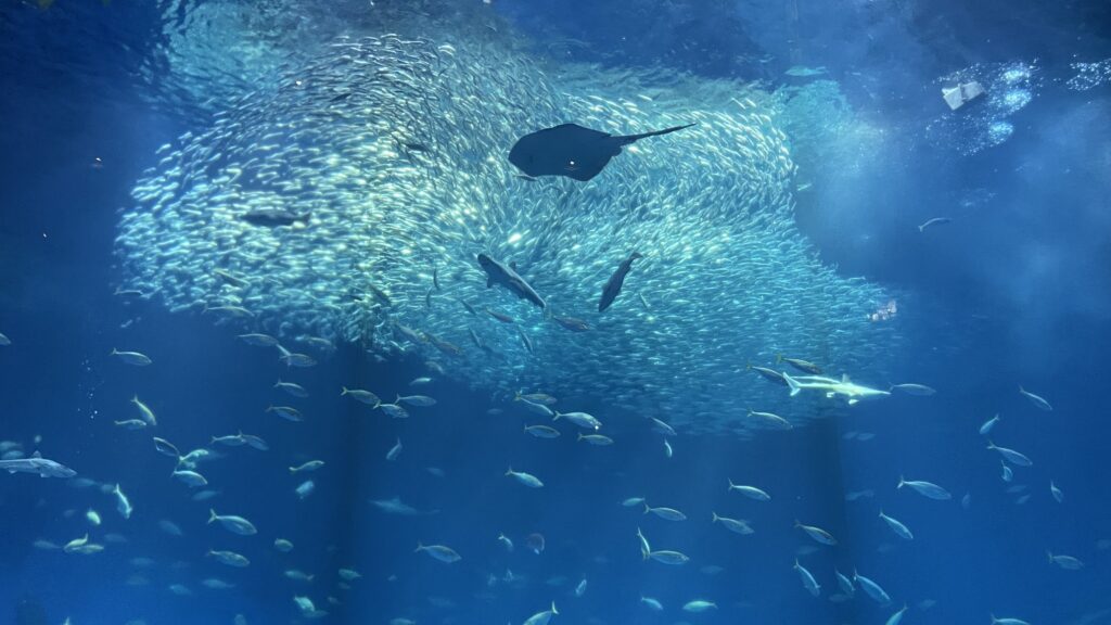 アクアワールド茨城県大洗水族館 イワシ