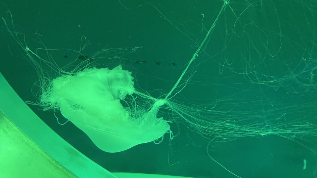 アクアワールド茨城県大洗水族館 キタユウレイクラゲ