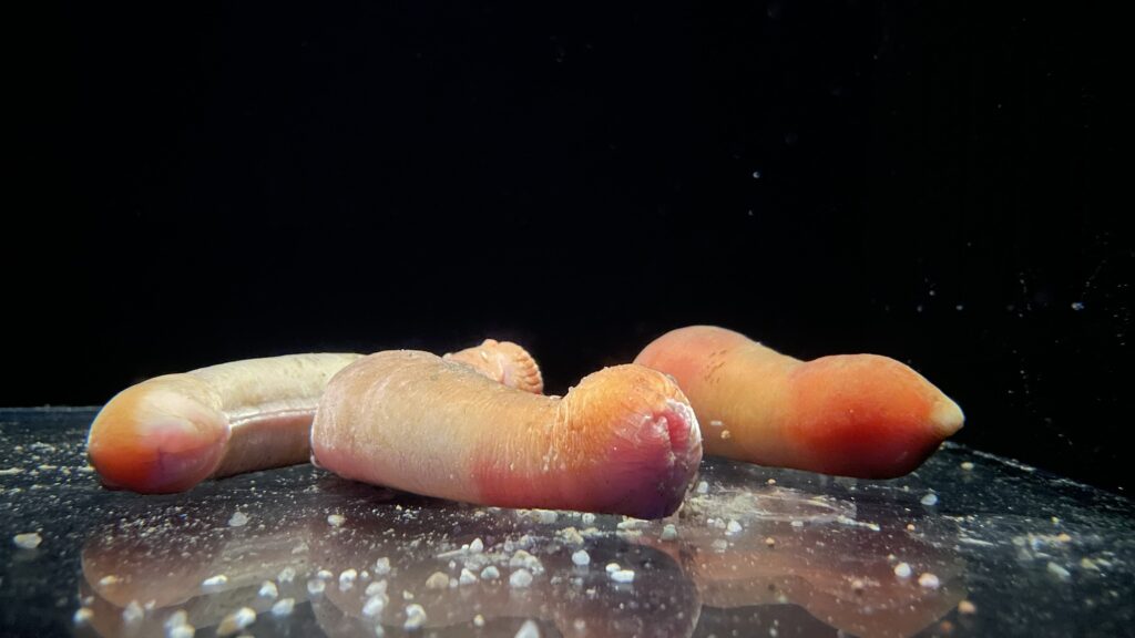 アクアワールド茨城県大洗水族館 サンゴノフトヒモ