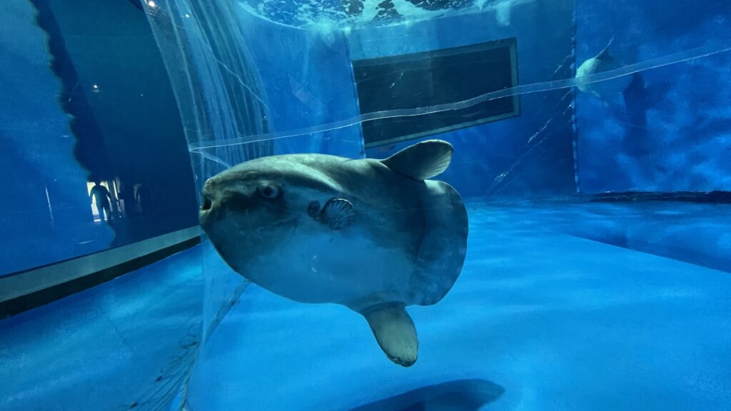 アクアワールド茨城県大洗水族館 マンボウ
