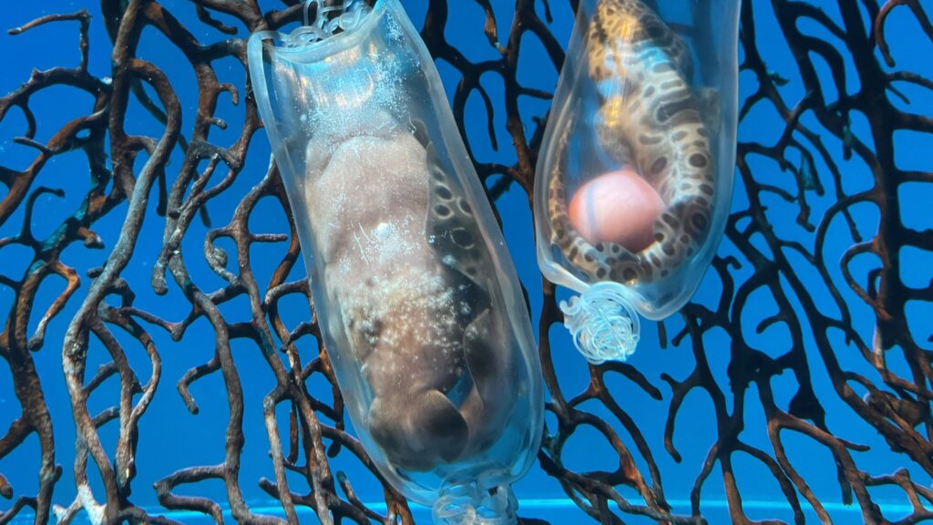 アクアワールド茨城県大洗水族館 サラワクスウェルシャーク