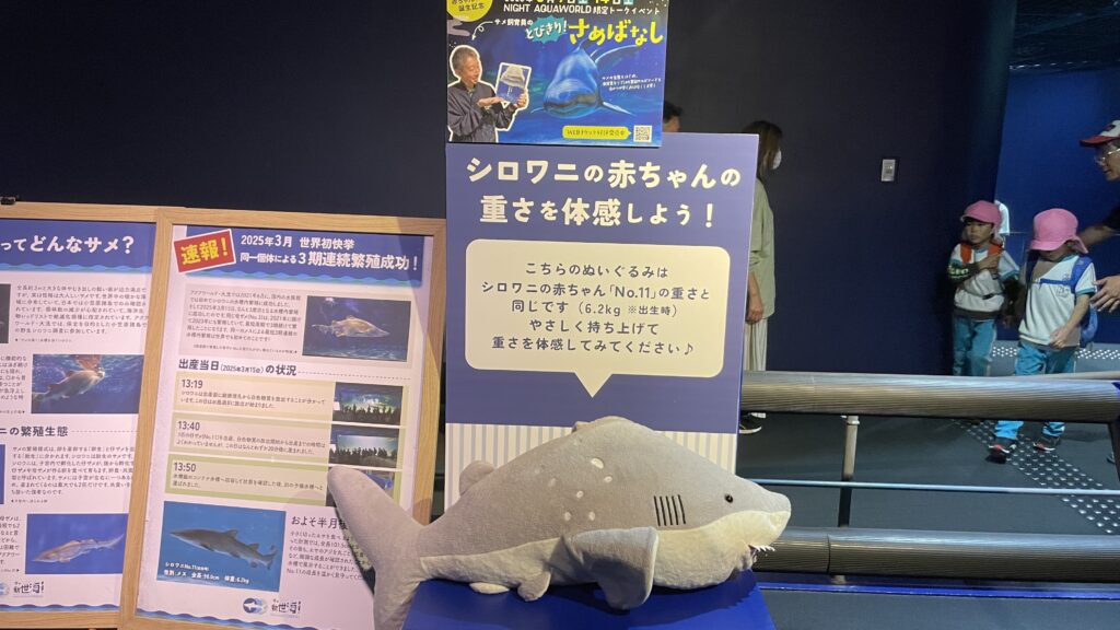アクアワールド茨城県大洗水族館 シロワニの展示