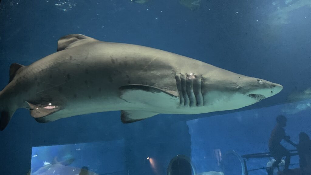 アクアワールド茨城県大洗水族館 シロワニ