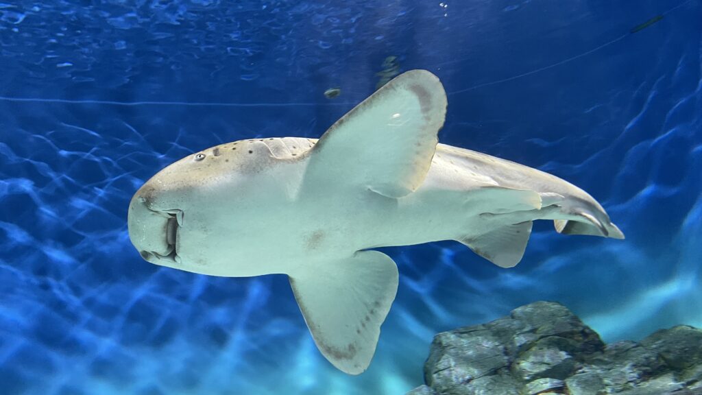 アクアワールド茨城県大洗水族館 トラフザメ