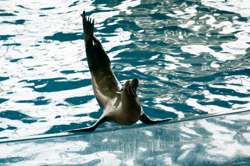 アクアワールド茨城県大洗水族館 カリフォルニアアシカ