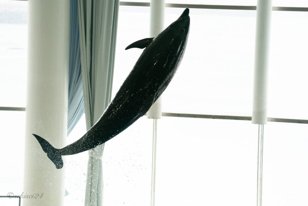 アクアワールド茨城県大洗水族館 バンドウイルカ