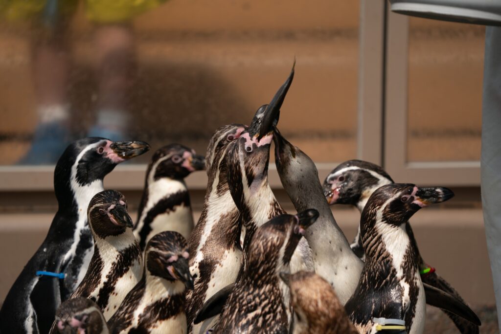 アクアワールド茨城県大洗水族館 フンボルトペンギン
