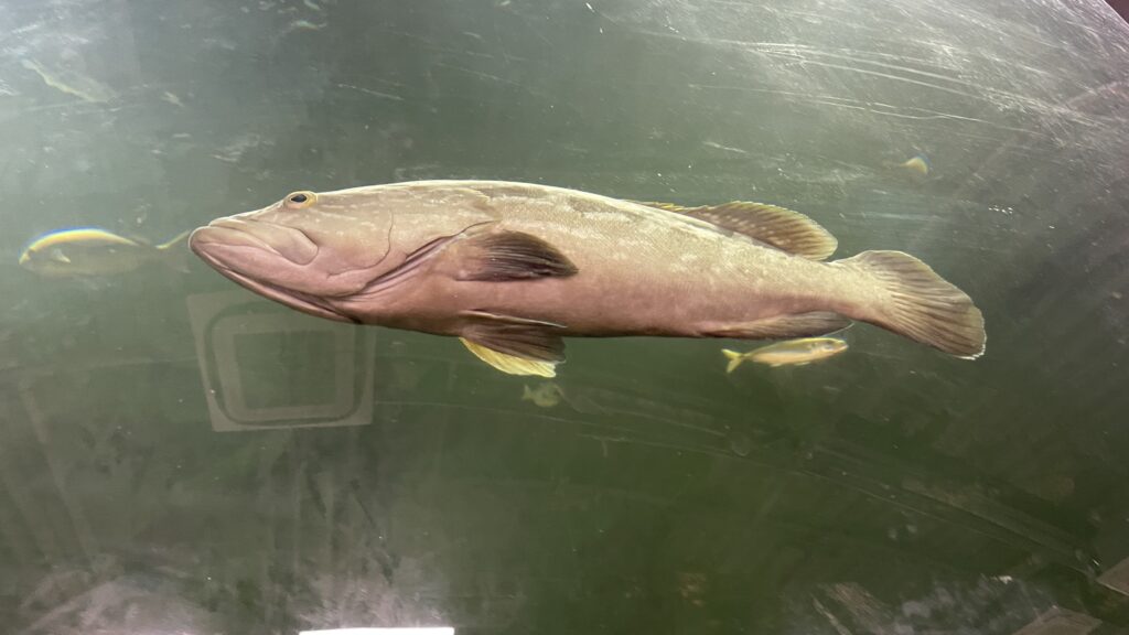 とれとれ市場　クエ