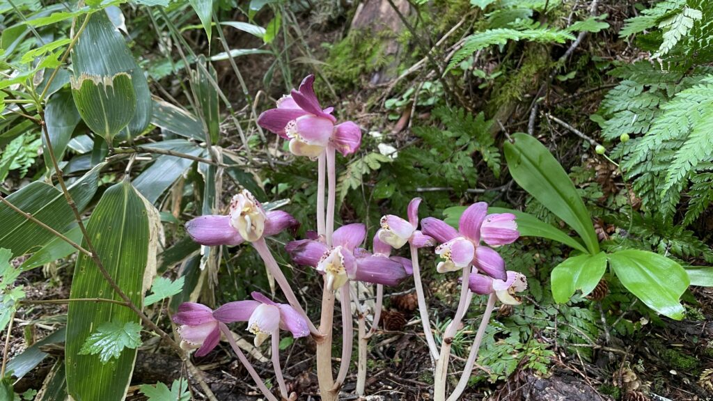 上高地　ショウキラン