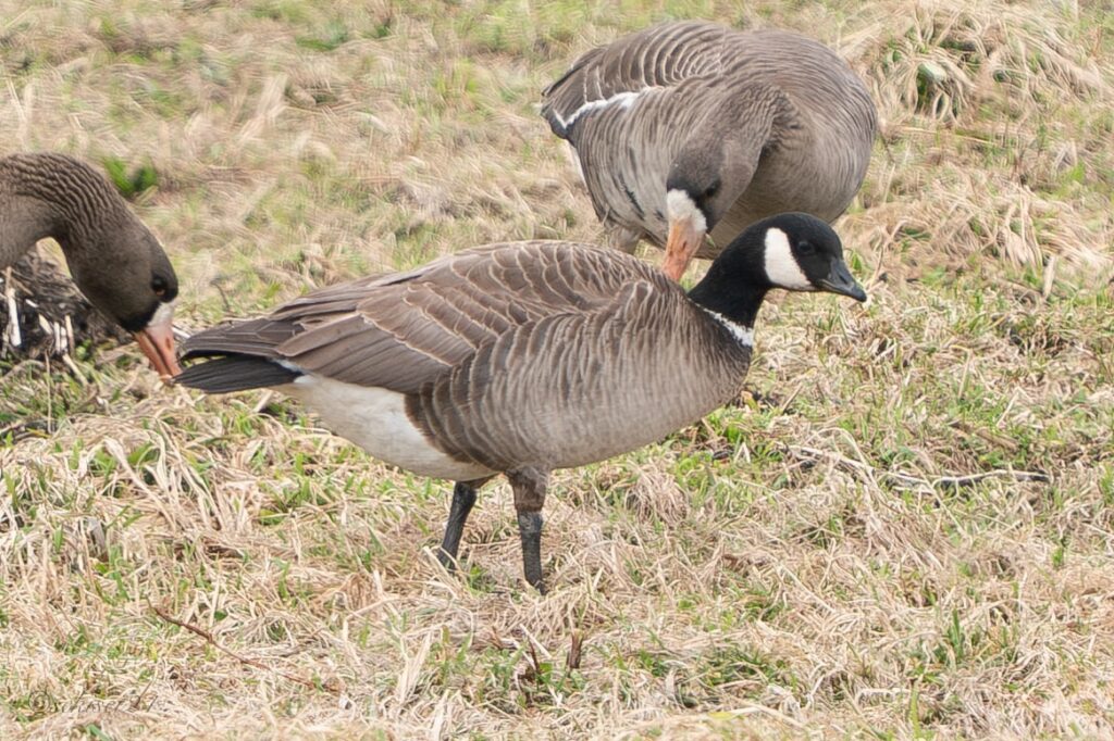 シジュウカラガン