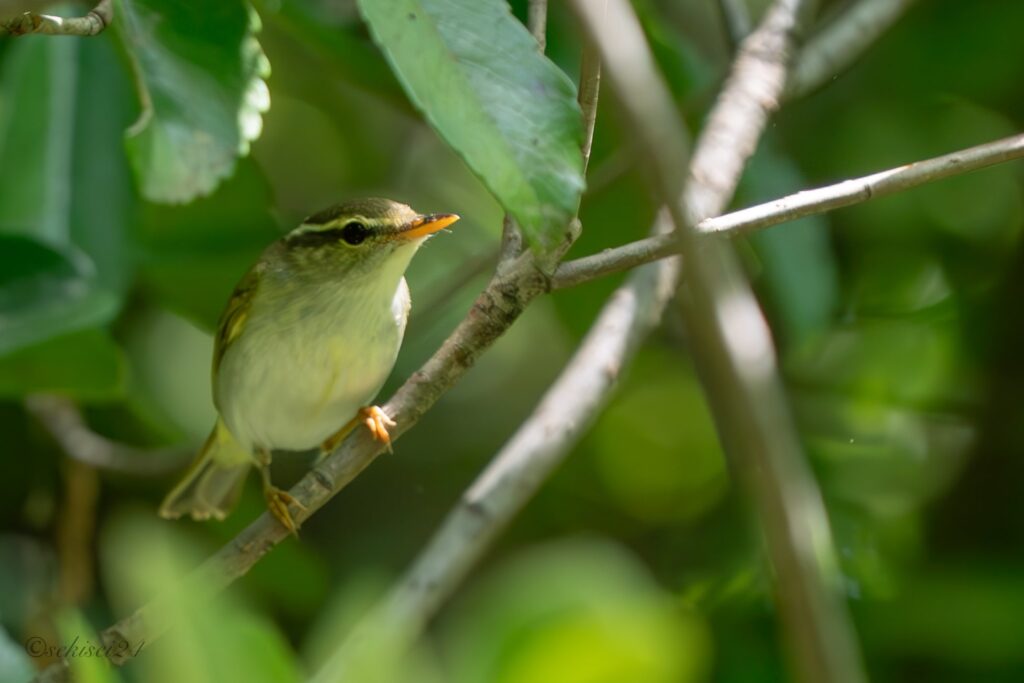 センダイムシクイ