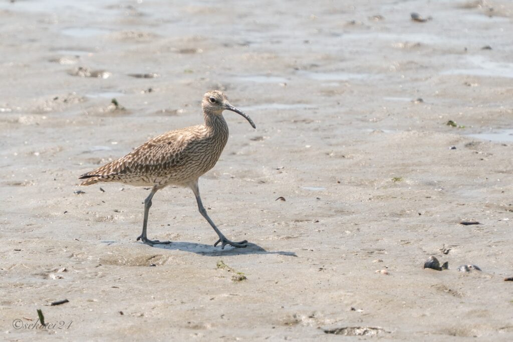 チュウシャクシギ