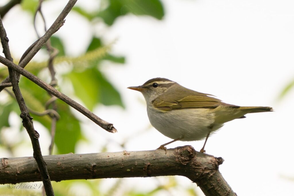 センダイムシクイ